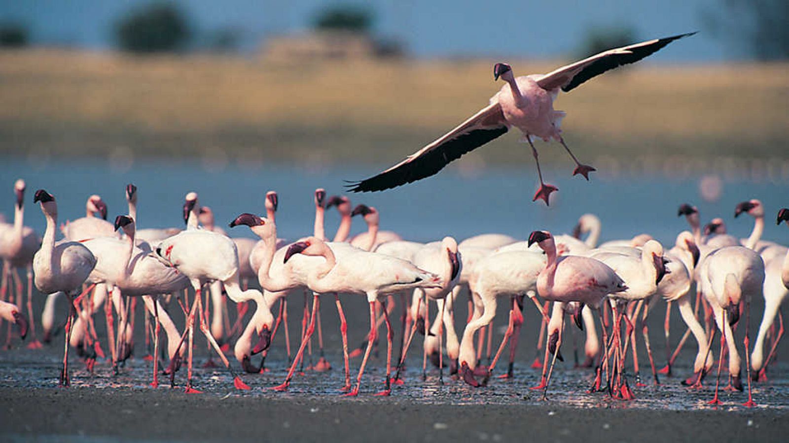 Grandes documentales - Meganaturaleza