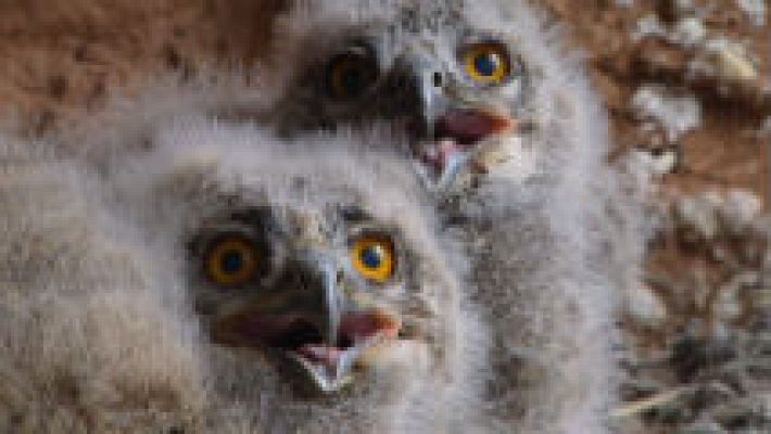 Aquí la Tierra - Luismi y el búho real