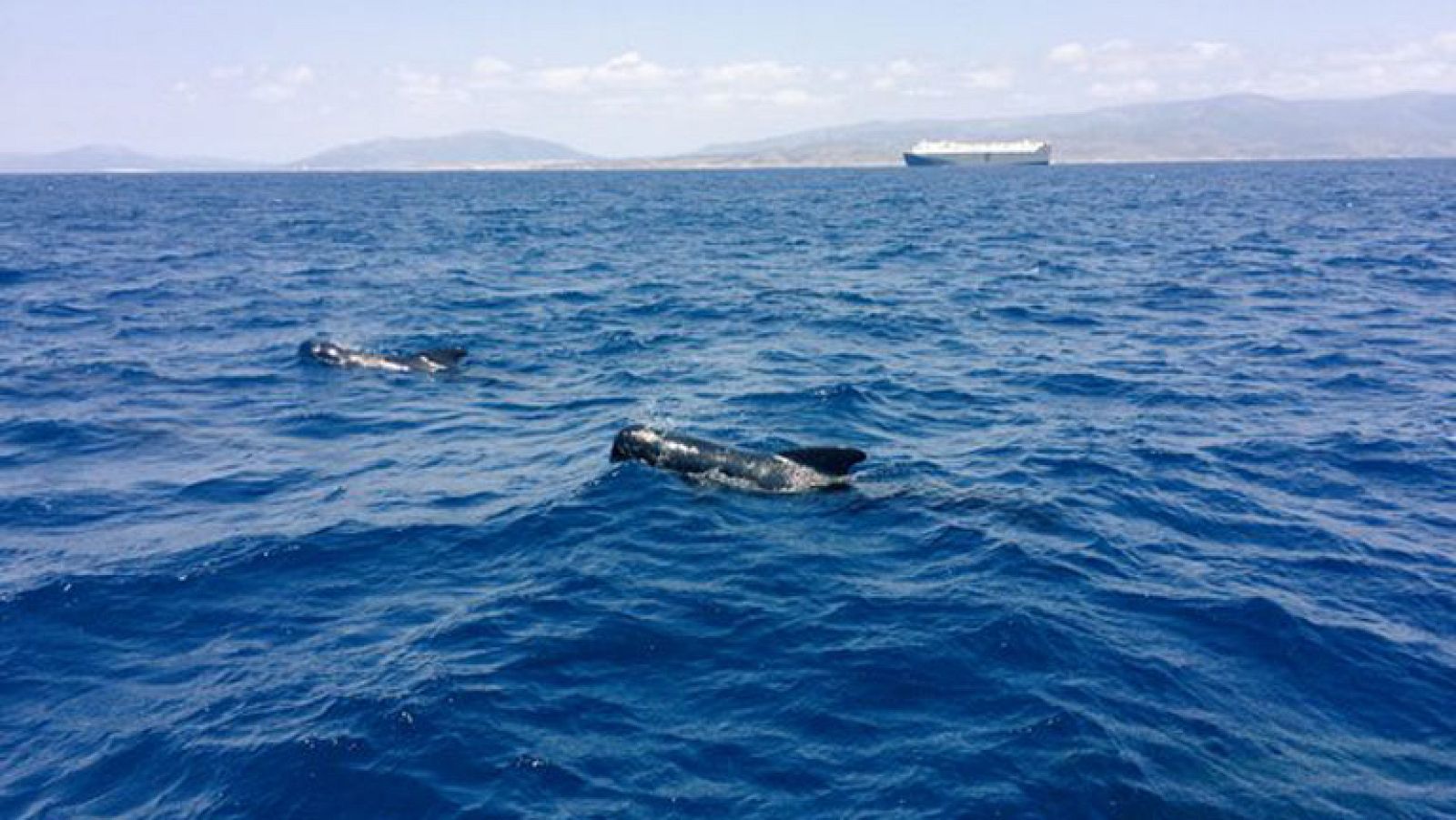 Avistamiento de delfines y ballenas