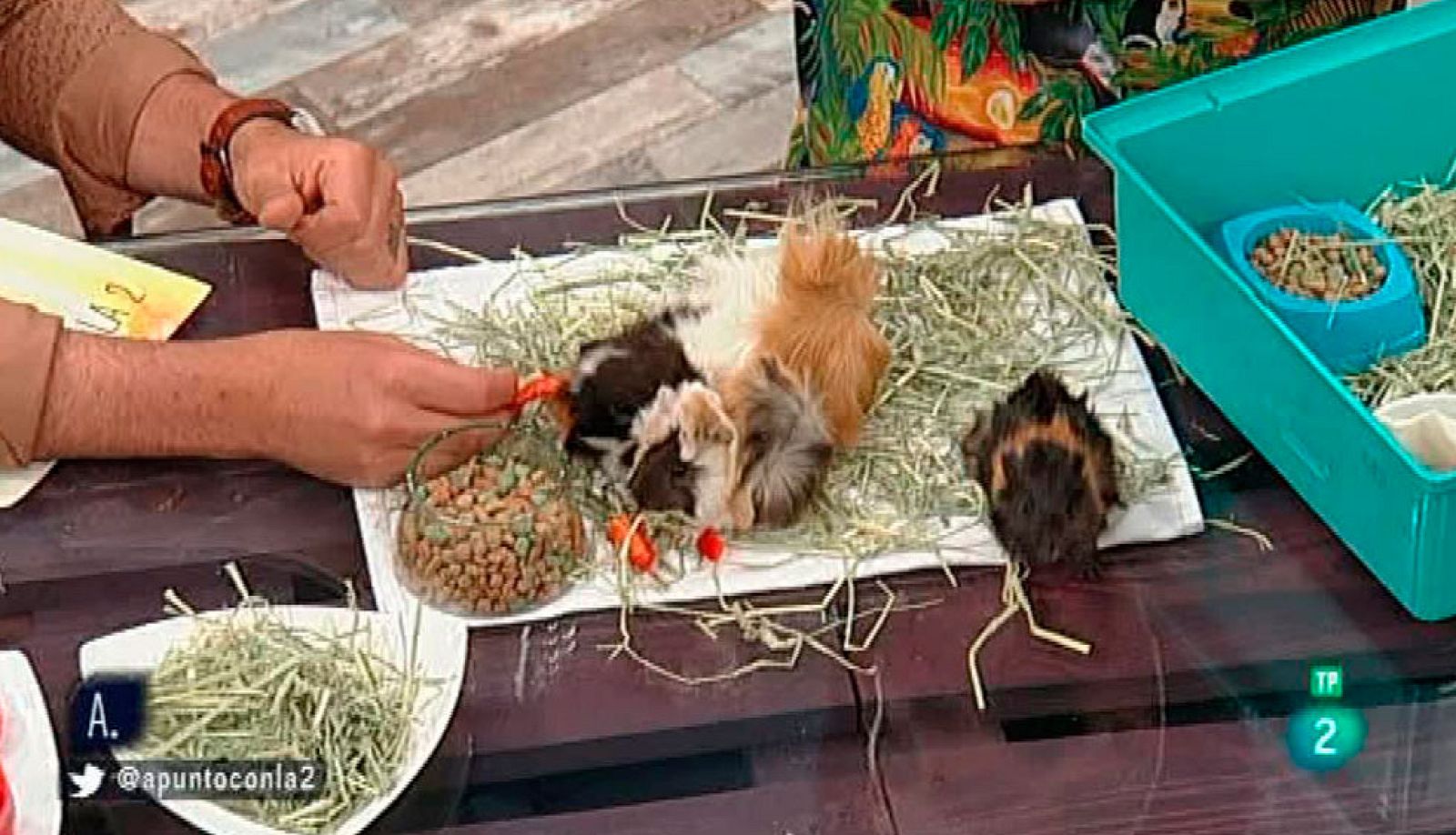 A punto con La 2 - Animales en casa - Exóticos y abandonados