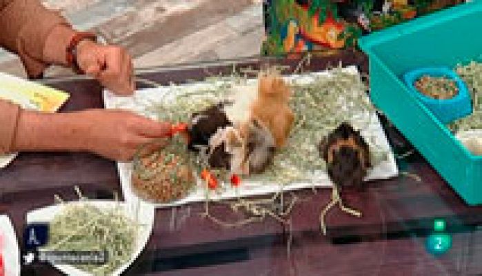 A punto con La 2 - Animales en casa - Exóticos y abandonados