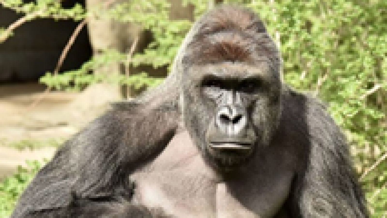 Telediario 1: Matan a un gorila en un zoo de EE.UU para salvar a un niño  | RTVE Play