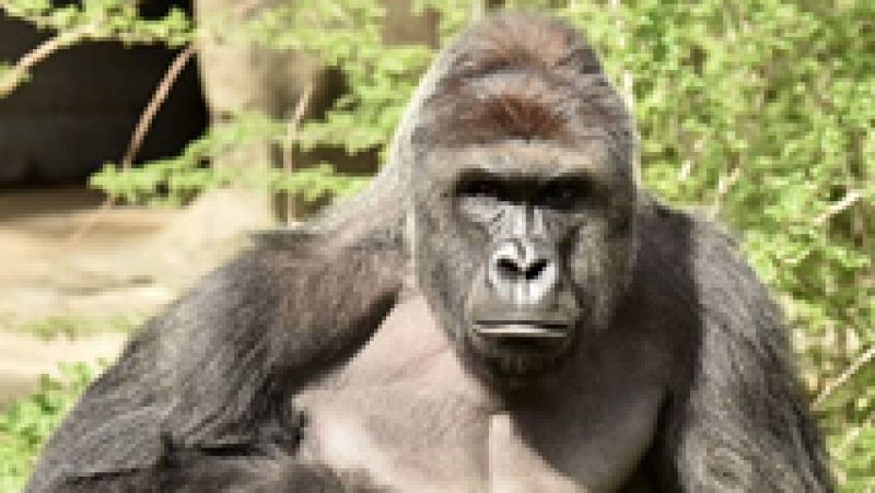 Matan a un gorila en un zoo de EE.UU para salvar a un niño 