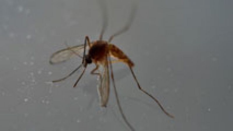 Nuevas tecnologías en la lucha contra el mosquito tigre