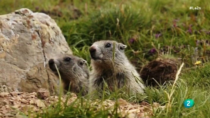 La 2 Noticias - La marmota infiel