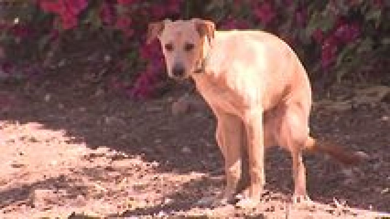 L'Informatiu - Comunitat Valenciana 2 - 31/05/16 - Ver ahora