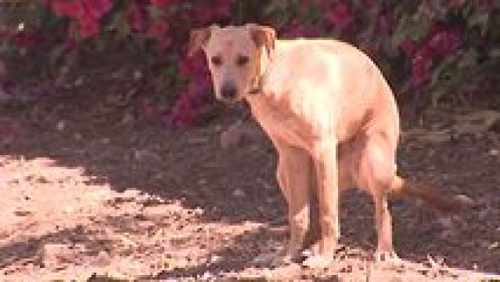 L'informatiu - Comunitat Valenciana - L'Informatiu - Comunitat Valenciana 2 - 31/05/16