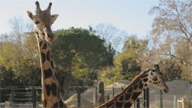 VIII Concurso de Cortos RNE - El arca de No� - Ver ahora