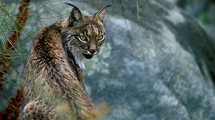 Versión española - Versión Española estrena el documental 'Guadalquivir', en el Día Mundial del Medio Ambiente