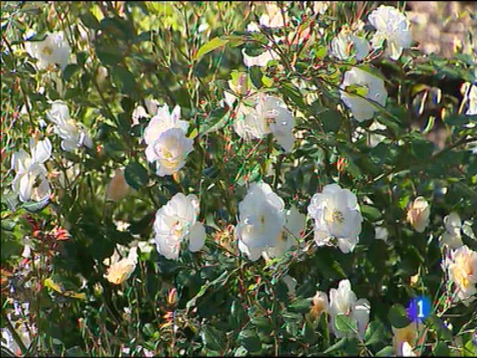  La Agencia Estatal de Meteorología (Aemet) prevé para mañana, jueves, en Asturias intervalos nubosos de tipo bajo en el norte y poco nuboso en el sur, aumentando la nubosidad alta en todo el Principado a partir de la mañana. Las temperaturas con pocos cambios salvo por un aumento de las máximas en la Cordillera. El viento variable flojo, con nordeste flojo en el litoral