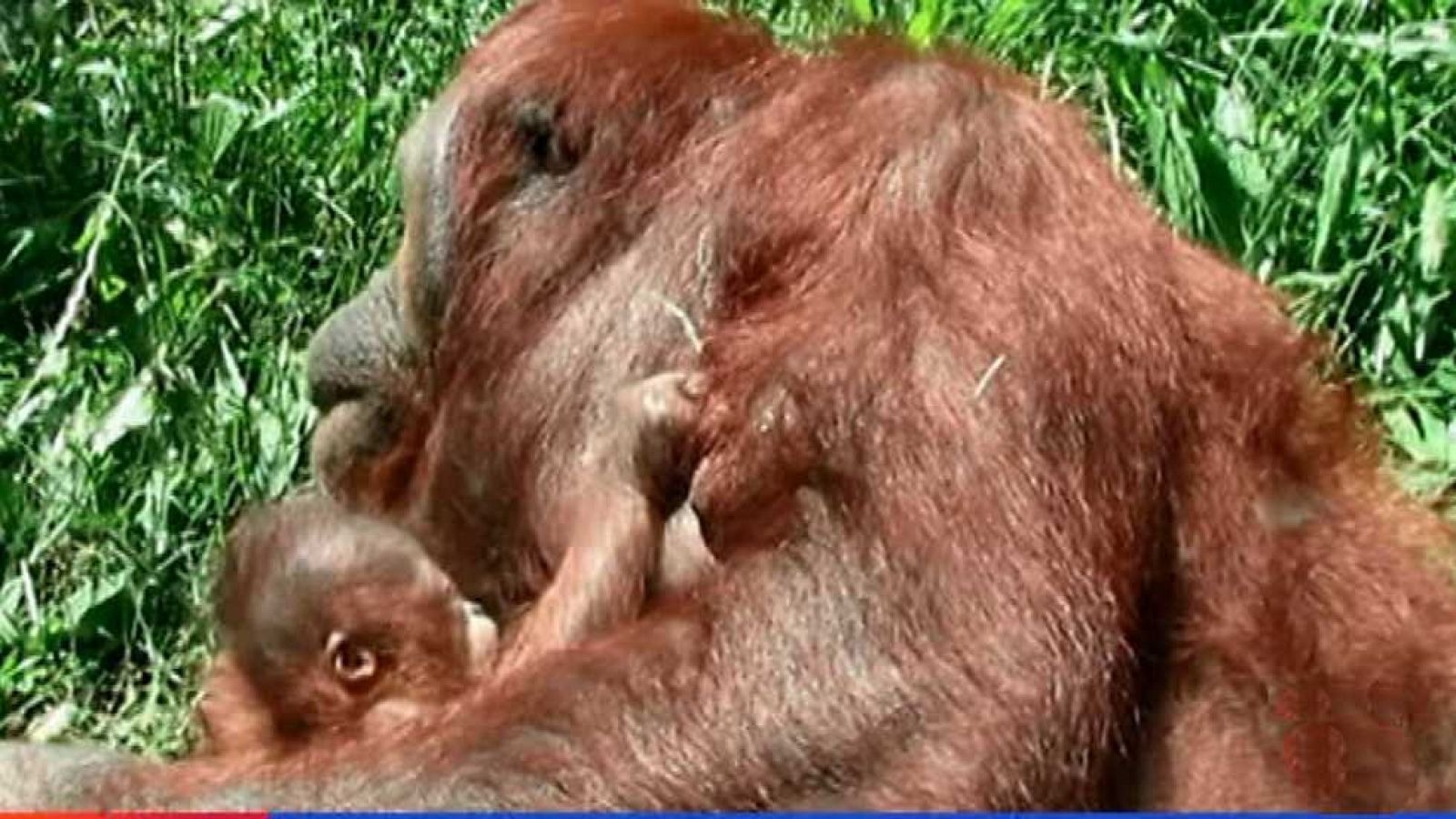 España en 24 horas - 01/06/16 - ver ahora