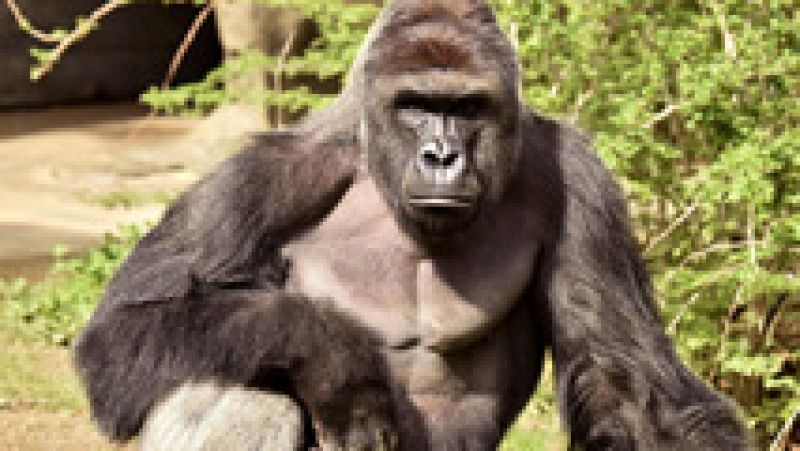 En EE.UU. continúa la polémica por la muerte de un gorila al que ejecutaron en el zoo de Cincinnati para proteger a un niño que cayó en su foso. Ahora, la Policía ha abierto una investigación sobre los padres que, a su vez, han denunciado que están s