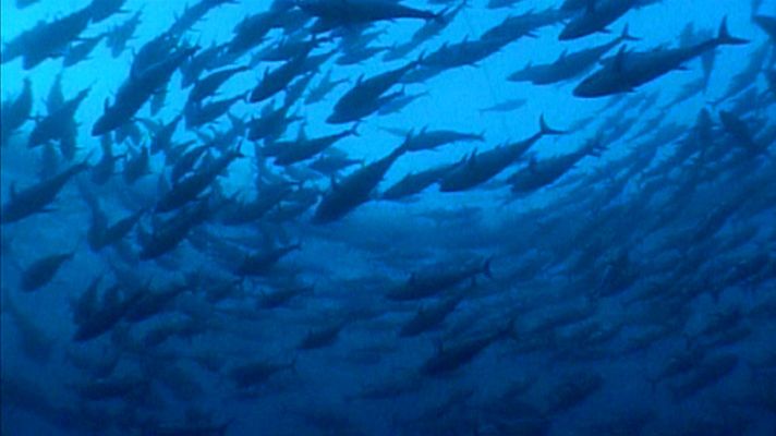 Telediario 1 - El Estrecho, un espacio natural único, con impresionante fauna marina