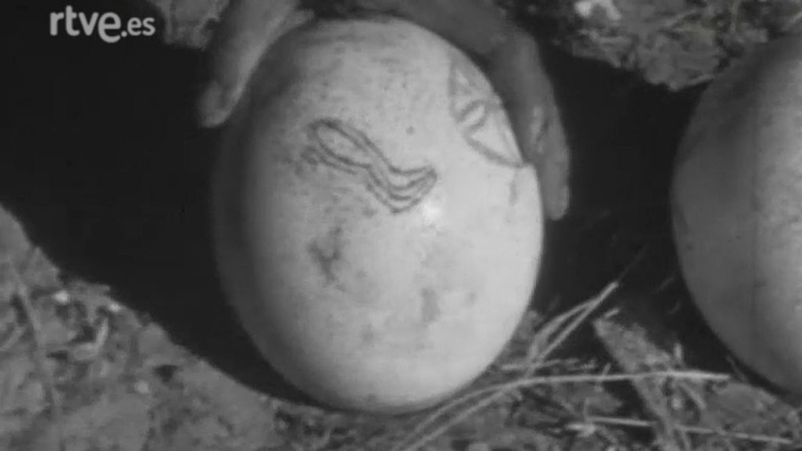 El planeta azul - Caza y hogar