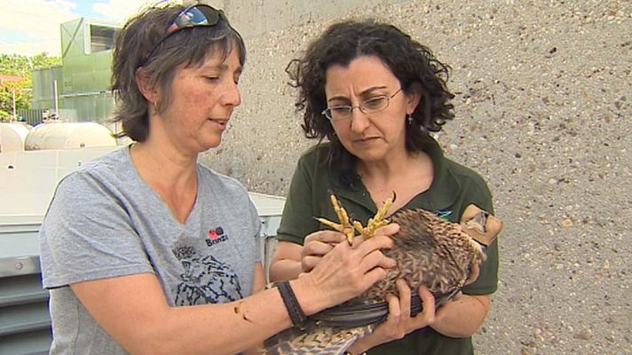 Telediario 1 - Los halcones se 'mudan' a la gran ciudad