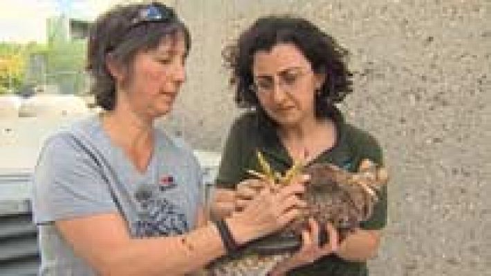 Telediario 1 - Los halcones se 'mudan' a la gran ciudad