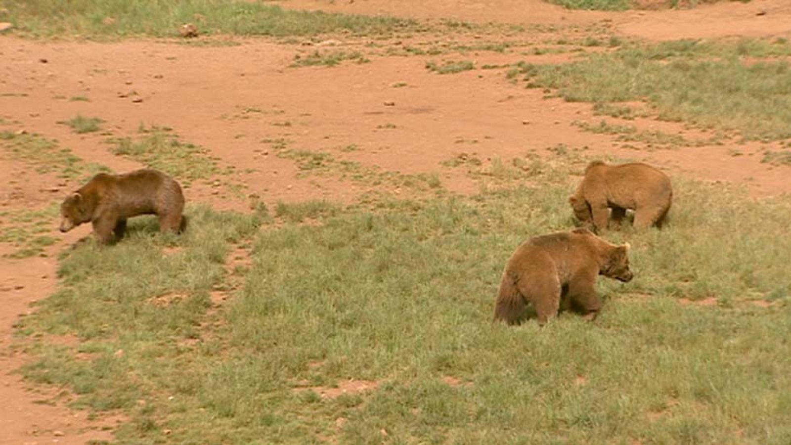 A la búsqueda del oso fugado en Cabárceno