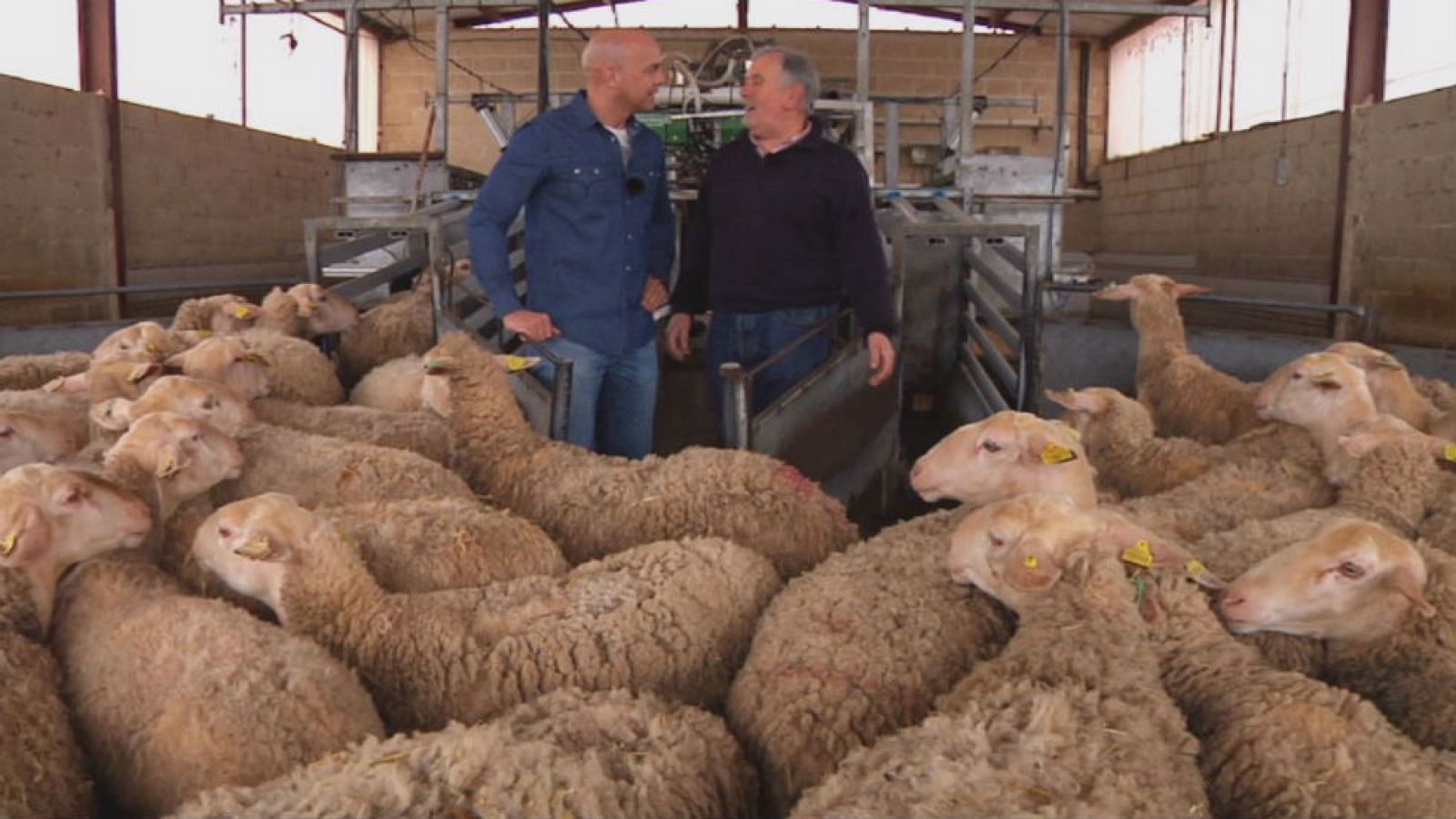 Ordeño mecánico ¿tarea fácil?