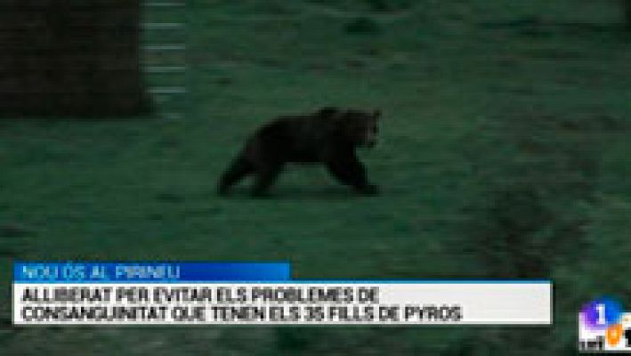 L'Informatiu - L'Informatiu 2 - 07/06/2016