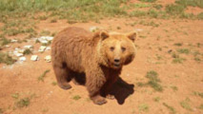 ¿Se ha escapado un oso de Cabárceno? 