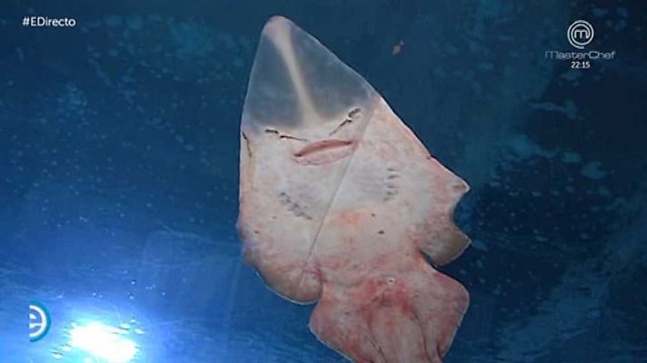 España Directo - España Directo - 08/06/16