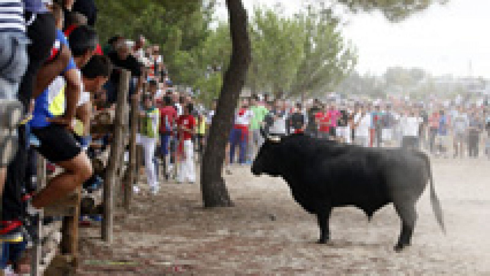 Telediario 1: La prohibición de matar en público al Toro de la Vega se convierte en ley | RTVE Play