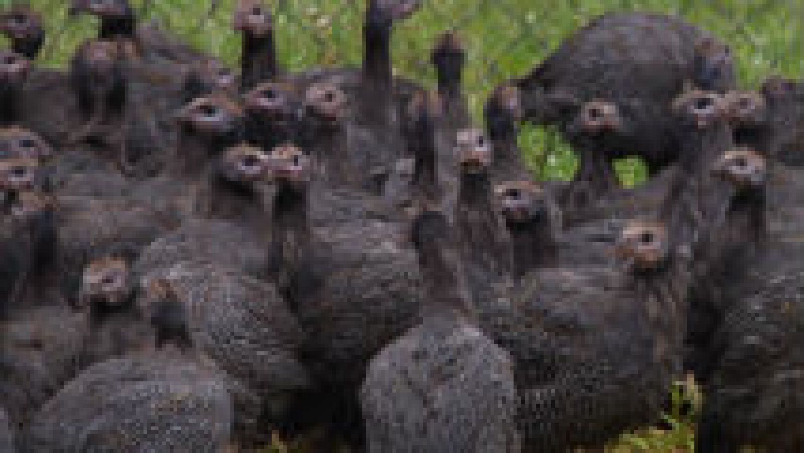 Animales exóticos: gallinas de Guinea
