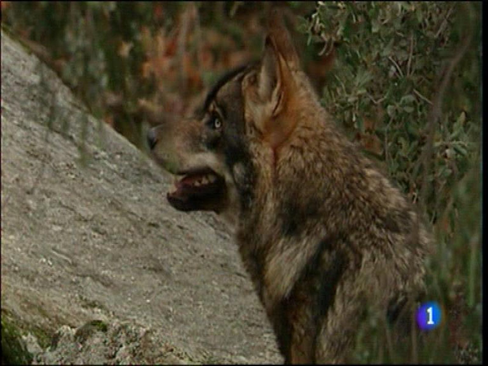  El alcalde de Oviedo ha anunciado que recurrirán la sentencia que obliga al ayuntamiento a pagar 25 millones de euros a Jovellanos 21 por el Palacio de Congresos. El Fondo para la Protección de Animales Salvajes cree que las últimas denuncias sobre proliferación de lobos en la región pueden deberse a una epidemia de sarna en estos depredadores, que les lleva a acercarse más de lo habitual a las poblaciones en busca de alimento