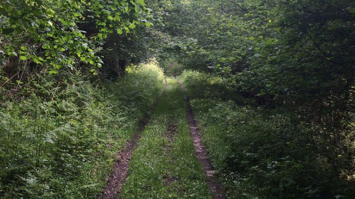 España Directo - Los ganaderos, hartos de los ataques de los lobos