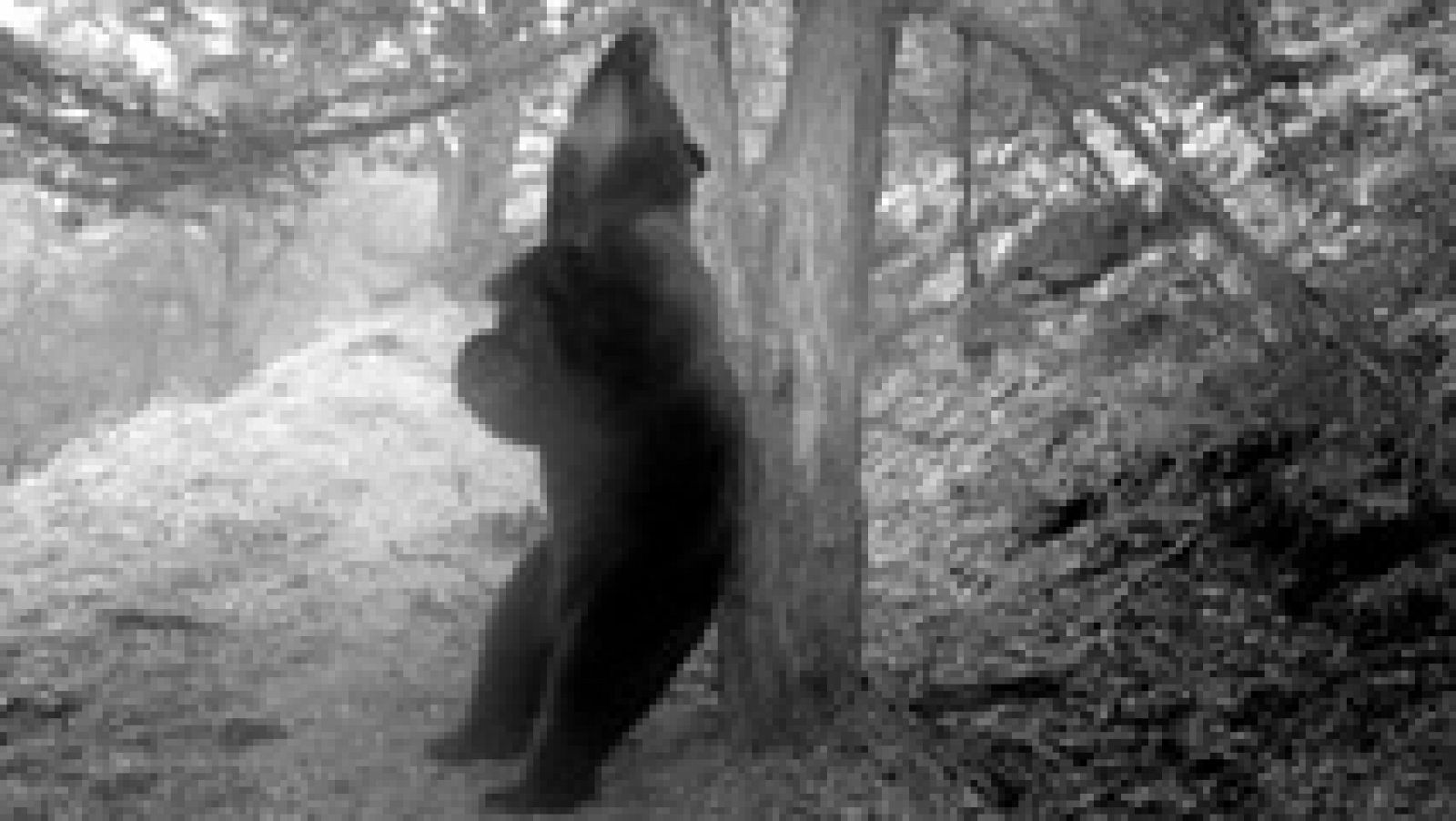 Liberan un oso pardo esloveno en el Pirineo