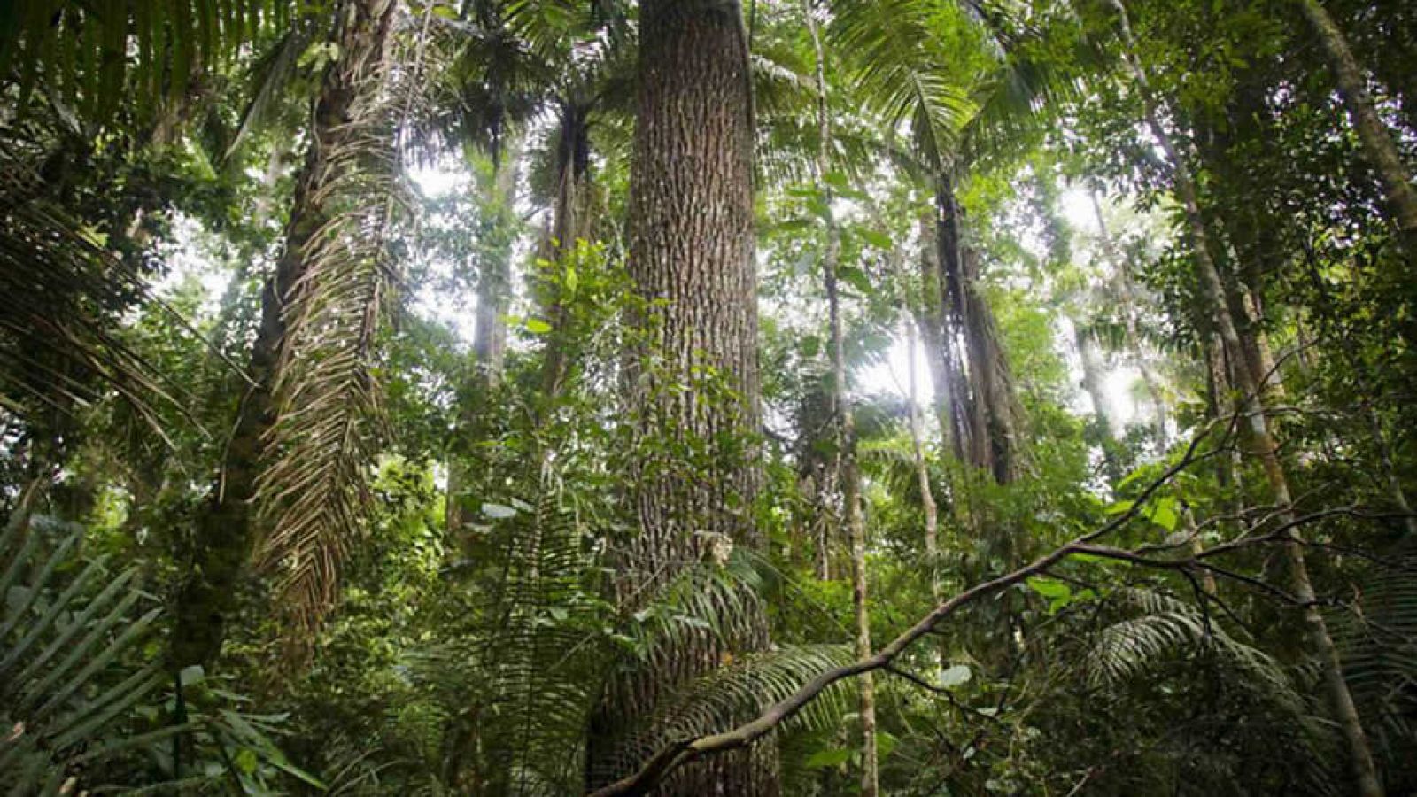 Grandes documentales - Patrimonio de la Humanidad: Parque Nacional de Manu (Perú)