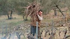 Red natura 2000 - Un viñedo y una bodega en la sierra norte de Sevilla