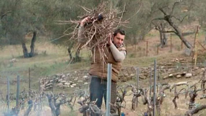 Un viñedo y una bodega en la sierra norte de Sevilla