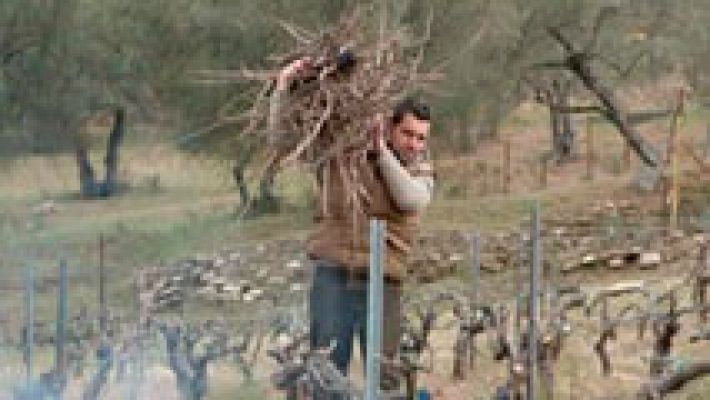 Un viñedo y una bodega en la sierra norte de Sevilla