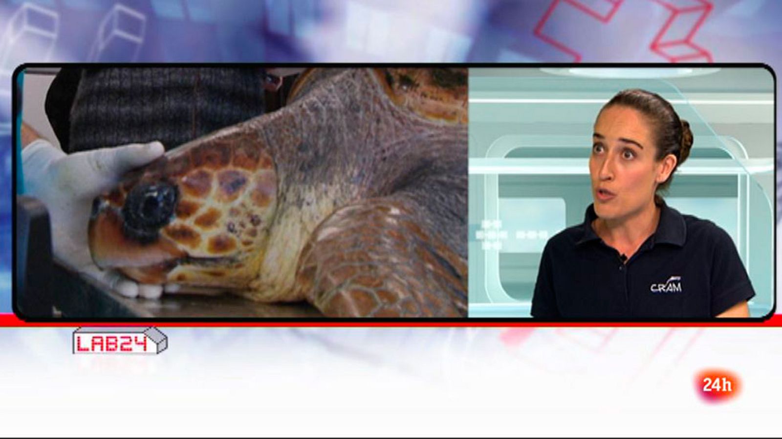 Lab24 - Entrevista a Elsa Jiménez - Protectores del mar