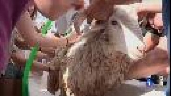 Informatiu Balear - El be de Sant Joan