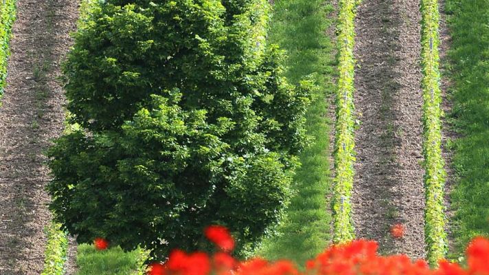 El tiempo - Mañana, más nubes en el norte y bajada generalizada de las temperaturas