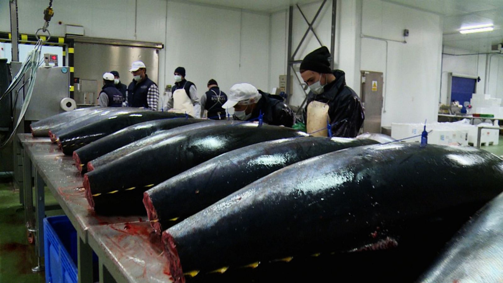 Teleobjetivo - ¿Sabemos lo que comemos? - Atún