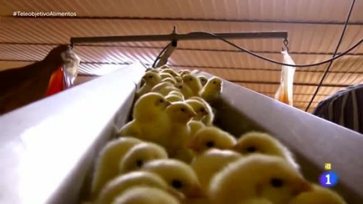 Teleobjetivo - ¿Qué trato reciben los animales que tú te comes?