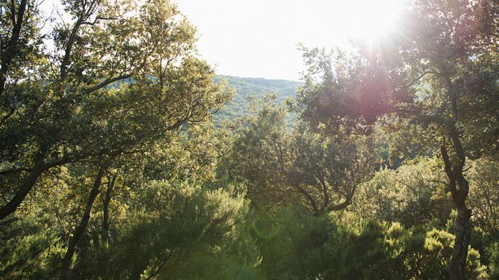 La sierra de L'Albera - Avance