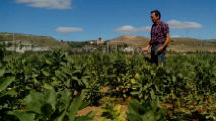 Habas, un súper alimento 