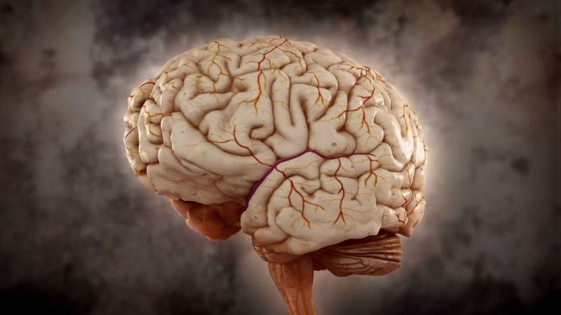 Desafía tu mente - ¿Cuánto tiempo necesita el cerebro para pensar? 