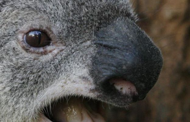 El koala, no tan entrañable
