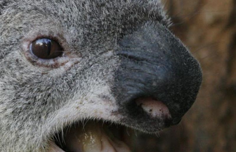 El koala parece que no es tan entrañable como lo pintan. Al menos cuando está en celo, cuando emite un berrido nada agradable.
