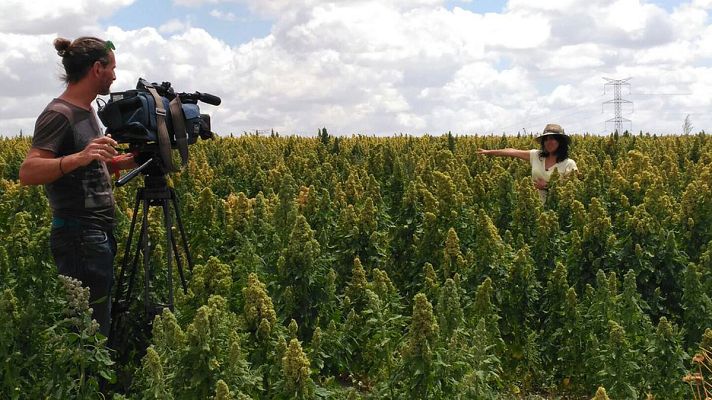España Directo - Quinoa, la semilla de moda