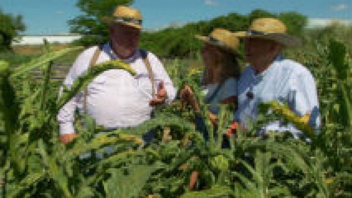 Aquí la Tierra - Un calabacín que vale por dos