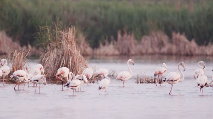 Aiguamolls de L'Alt Empordà 
