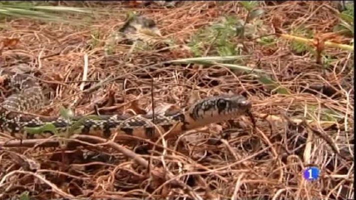 Informatiu Balear - Campanya contra la plaga de serps