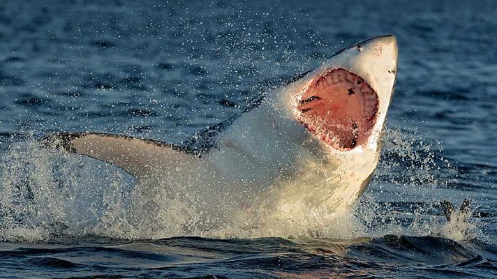 Grandes documentales - El fracaso en la caza: Muerte en aguas profundas