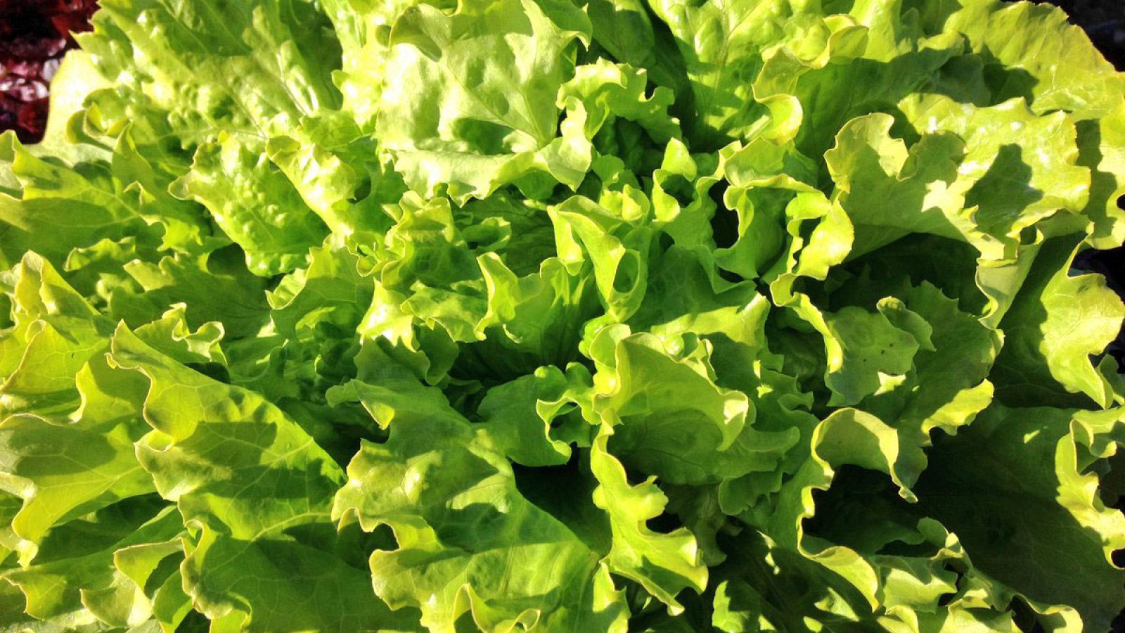 Unas lechugas con marca de calidad